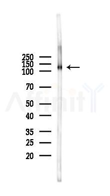 DDB1 Antibody - Western blot analysis of lysates from Mouse brain, using DDB1 Antibody at 1/1000 dilution.