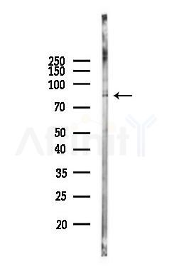 CD68 Antibody - Western blot analysis of lysates from Rat brain, using CD68 Antibody at 1/1000 dilution.