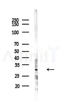 GPR40 Antibody - Western blot analysis of lysates from 293 cells(LPS 4h treatment), using GPR40 Antibody at 1/1000 dilution.