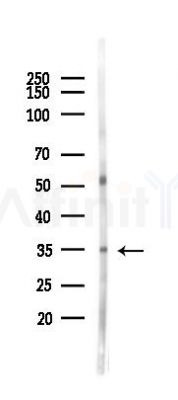 HSD17B12 Antibody - Western blot analysis of lysates from Mouse muscle, using HSD17B12 Antibody at 1/1000 dilution.