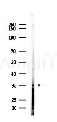 FAIM2 Antibody - Western blot analysis of lysates from 293 cells(LPS 4h treatment), using FAIM2 Antibody at 1/1000 dilution.