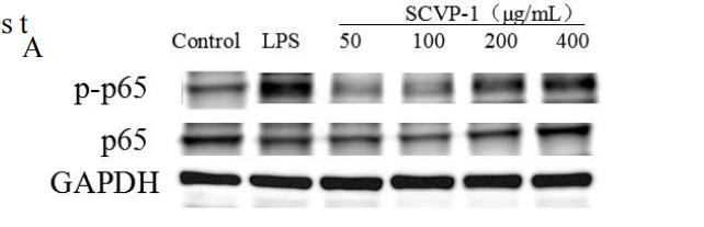 Phospho-JNK1/2/3 (Thr183+Tyr185) Antibody - Fig 8.
