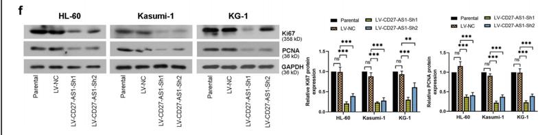 beta Actin Antibody - Figure 8:| GSI or Atr abolished the protective effects of Api pretreatment on the maintenance of mitochondrial function after SI/R injury.