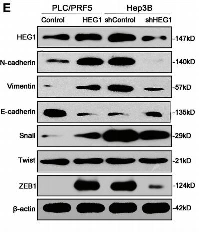 beta Actin Antibody - Figure 3.