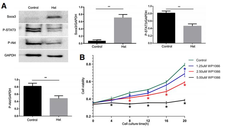 Phospho-AKT1/2/3 (Ser473) Antibody - Fig.