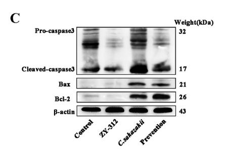 Bcl-2 Antibody - FIG 4| ZY-312 reduces C.