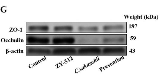 beta Actin Antibody - FIG 1| ZY-312 inhibits C.