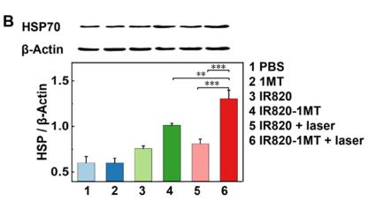 beta Actin Antibody - Figure 3.