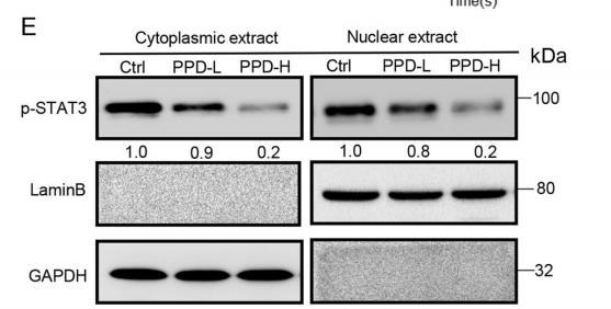 GAPDH Antibody - Fig.