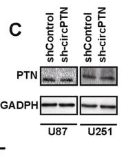 GAPDH Antibody - Fig.