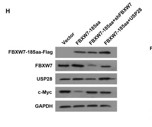 GAPDH Antibody - Figure 6.
