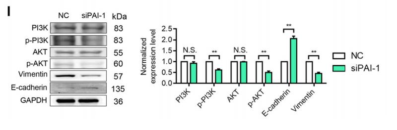 Phospho-AKT1/2/3 (Ser473) Antibody - Fig.