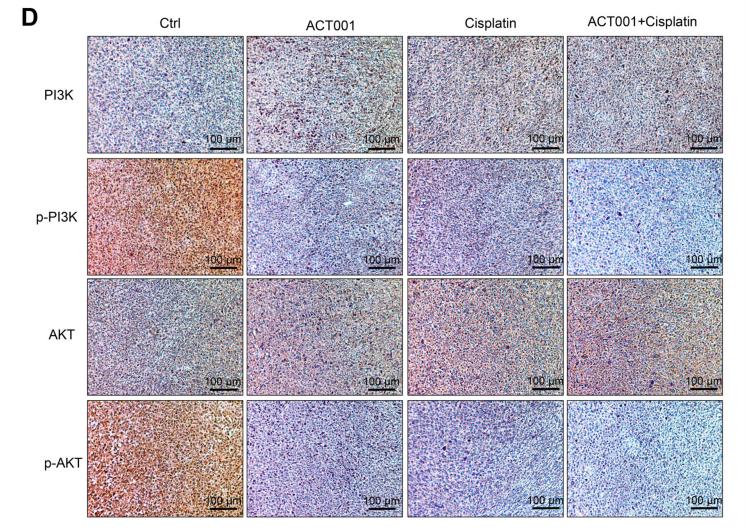Phospho-AKT1/2/3 (Ser473) Antibody - Fig.