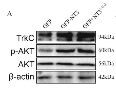 Phospho-AKT1/2/3 (Ser473) Antibody - Fig.