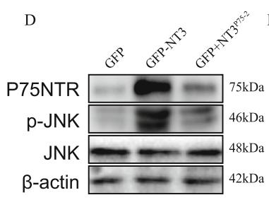 Phospho-JNK1/2/3 (Thr183+Tyr185) Antibody - Fig.