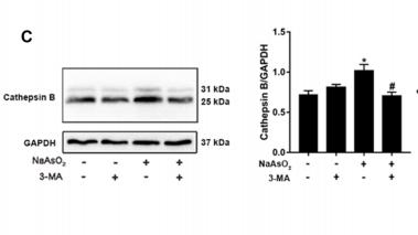 GAPDH Antibody - Fig.