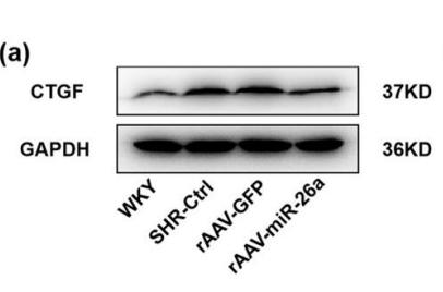 GAPDH Antibody - Fig.