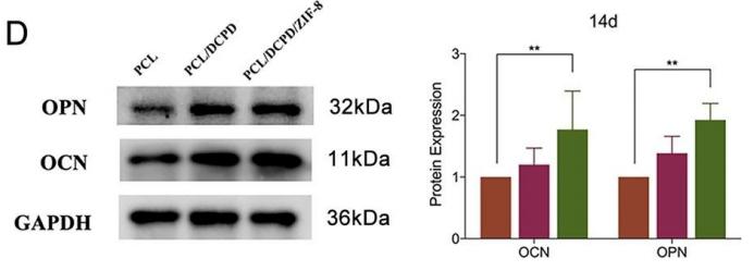 Osteocalcin Antibody - Figure 4.