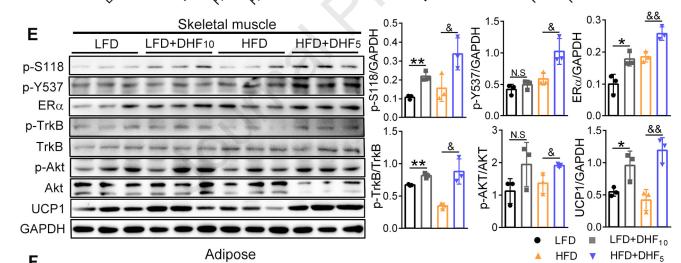 GAPDH Antibody - Figure 3.