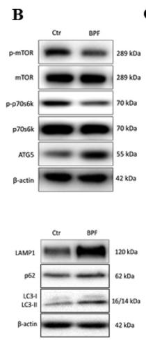 beta Actin Antibody - Fig.