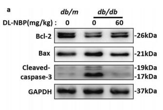 Bcl-2 Antibody - Fig.