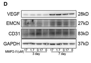 VEGFA Antibody - FIGURE 4 | The effects of MMP2-I1 on levels of angio-specific genes and proteins of HUVECs.