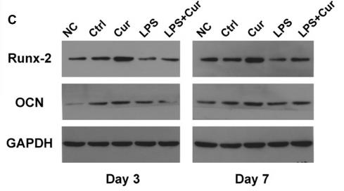 GAPDH Antibody - FIGURE4|| (A) Schematic illustration.