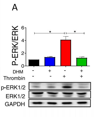 GAPDH Antibody - Fig.