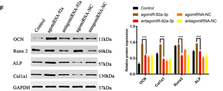 GAPDH Antibody - Figure 3.