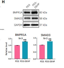 GAPDH Antibody - Fig S7.