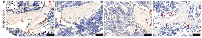 Osteocalcin Antibody - Fig.