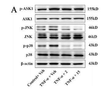 Phospho-JNK1/2/3 (Thr183+Tyr185) Antibody - Fig.