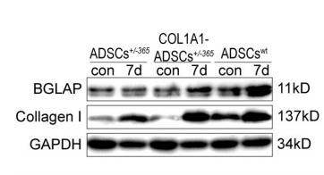 Osteocalcin Antibody - Fig.