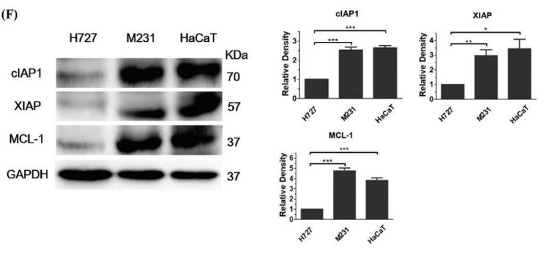 GAPDH Antibody - Figure 2.