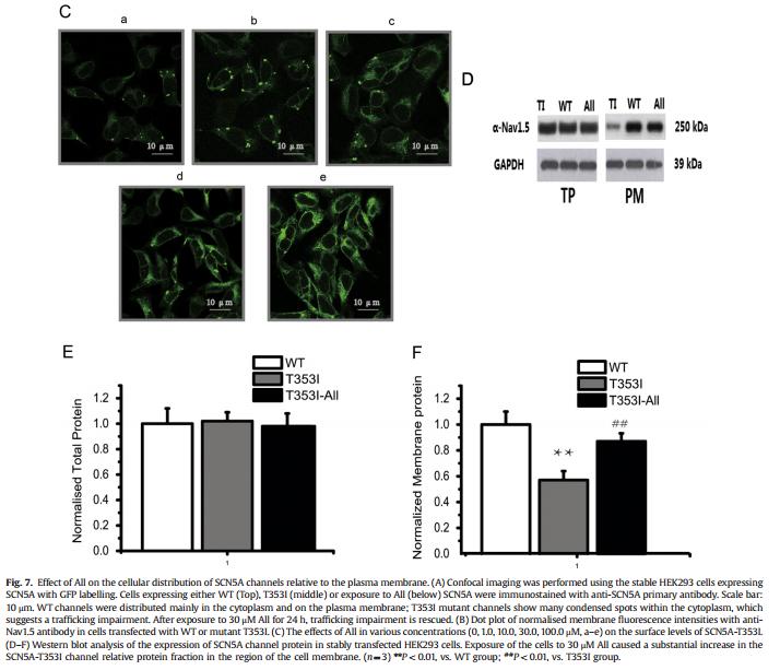 GAPDH Antibody - .