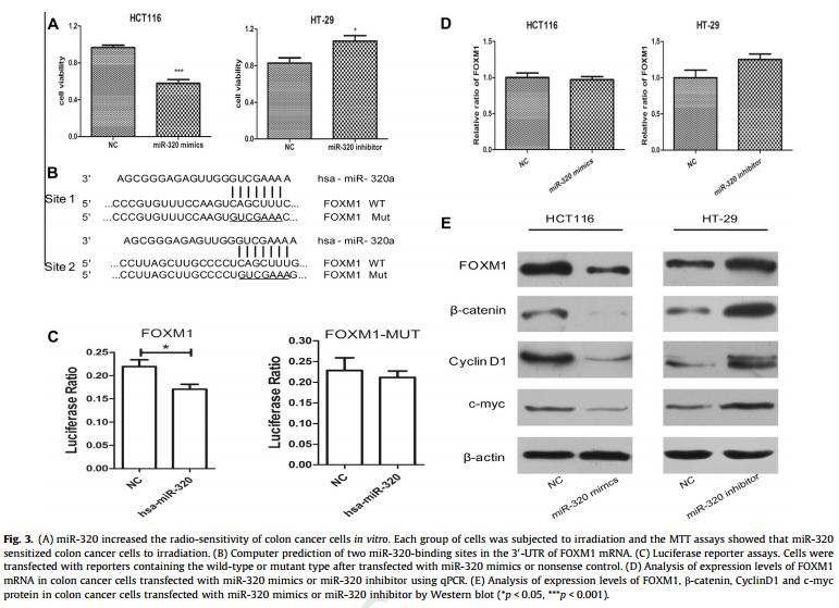 beta Actin Antibody - .