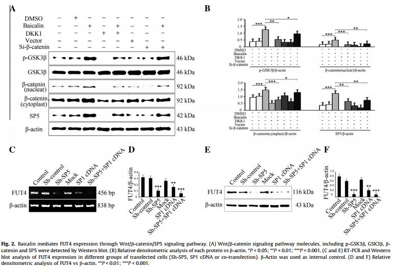 Phospho-GSK3 beta (Ser9) Antibody - .