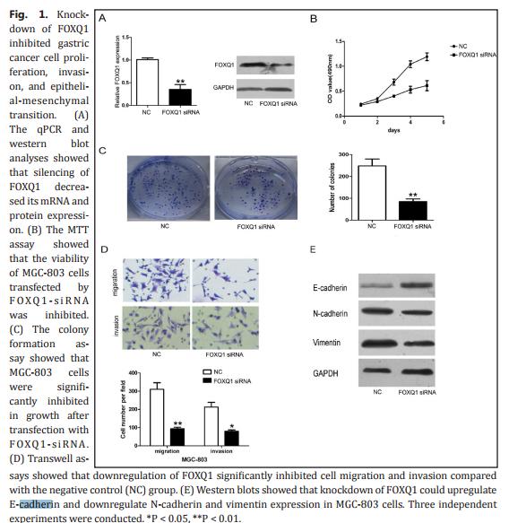 GAPDH Antibody - Fig.