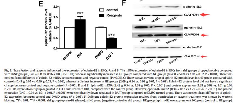 GAPDH Antibody - Fig.
