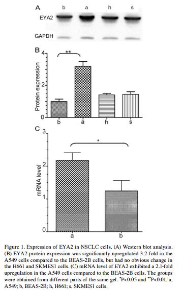 GAPDH Antibody - Figure 1.