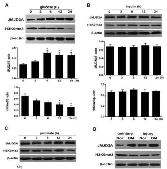 beta Actin Antibody - .