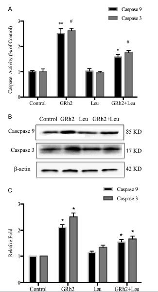 Cleaved-Caspase 9 (Asp353) Antibody - Fig.