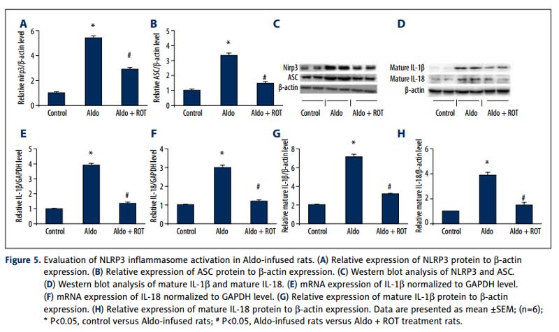 IL1 beta Antibody - .