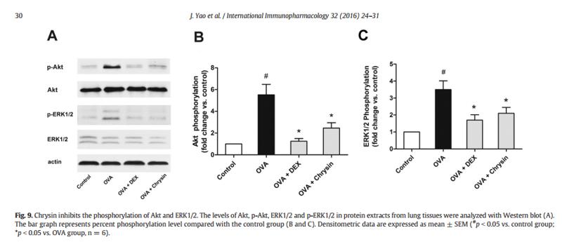 Phospho-AKT1/2/3 (Ser473) Antibody - Fig.
