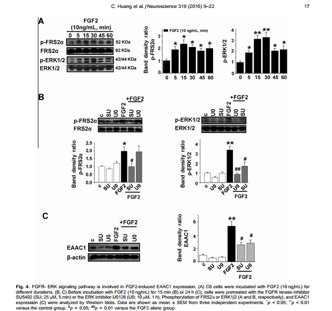 ERK1/2 Antibody - Fig.