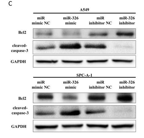 GAPDH Antibody - Figure 8: Ectopic expression of miR-326 promotes apoptosis in A549 and SPC-A-1 cells.