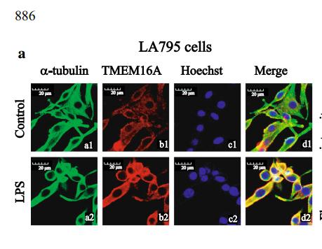 Tubulin alpha Antibody - Fig.