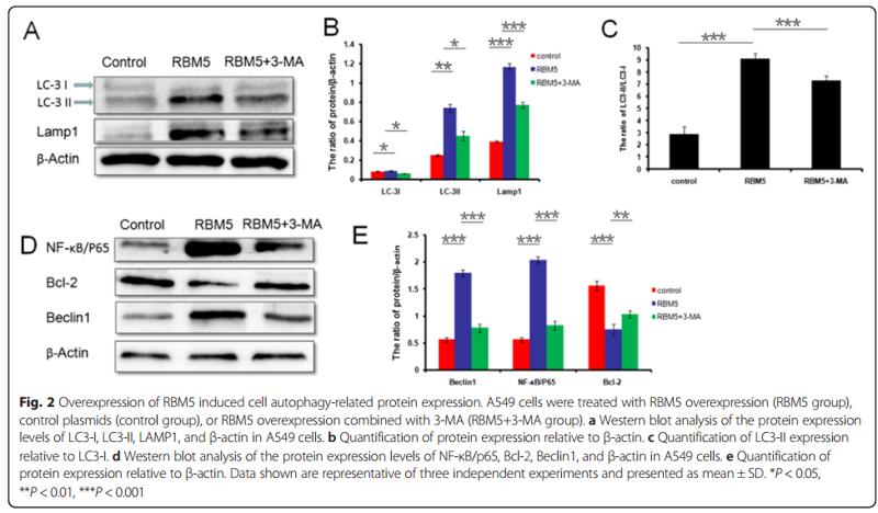 NF-kB p65 Antibody - Fig.