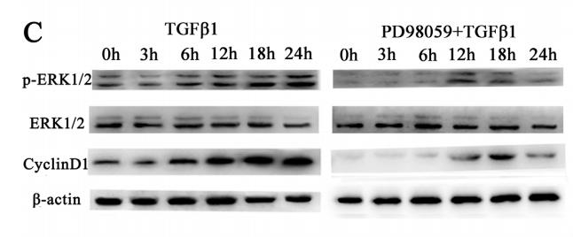 beta Actin Antibody - .