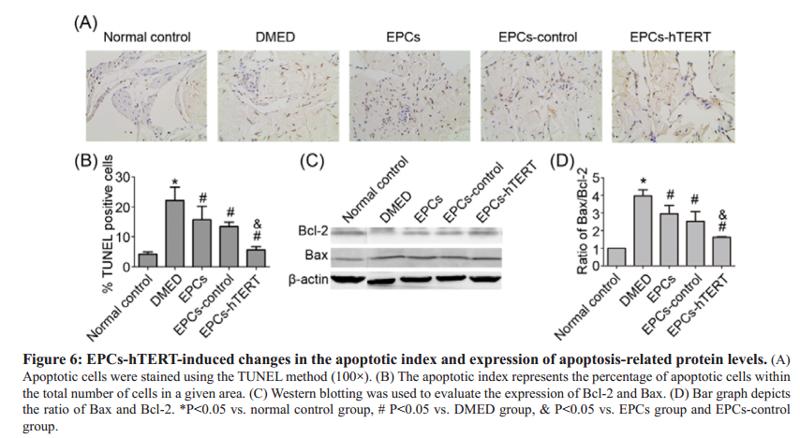 Bcl-2 Antibody - (C) Western blotting was used to evaluate the expression of Bcl-2 and Bax.